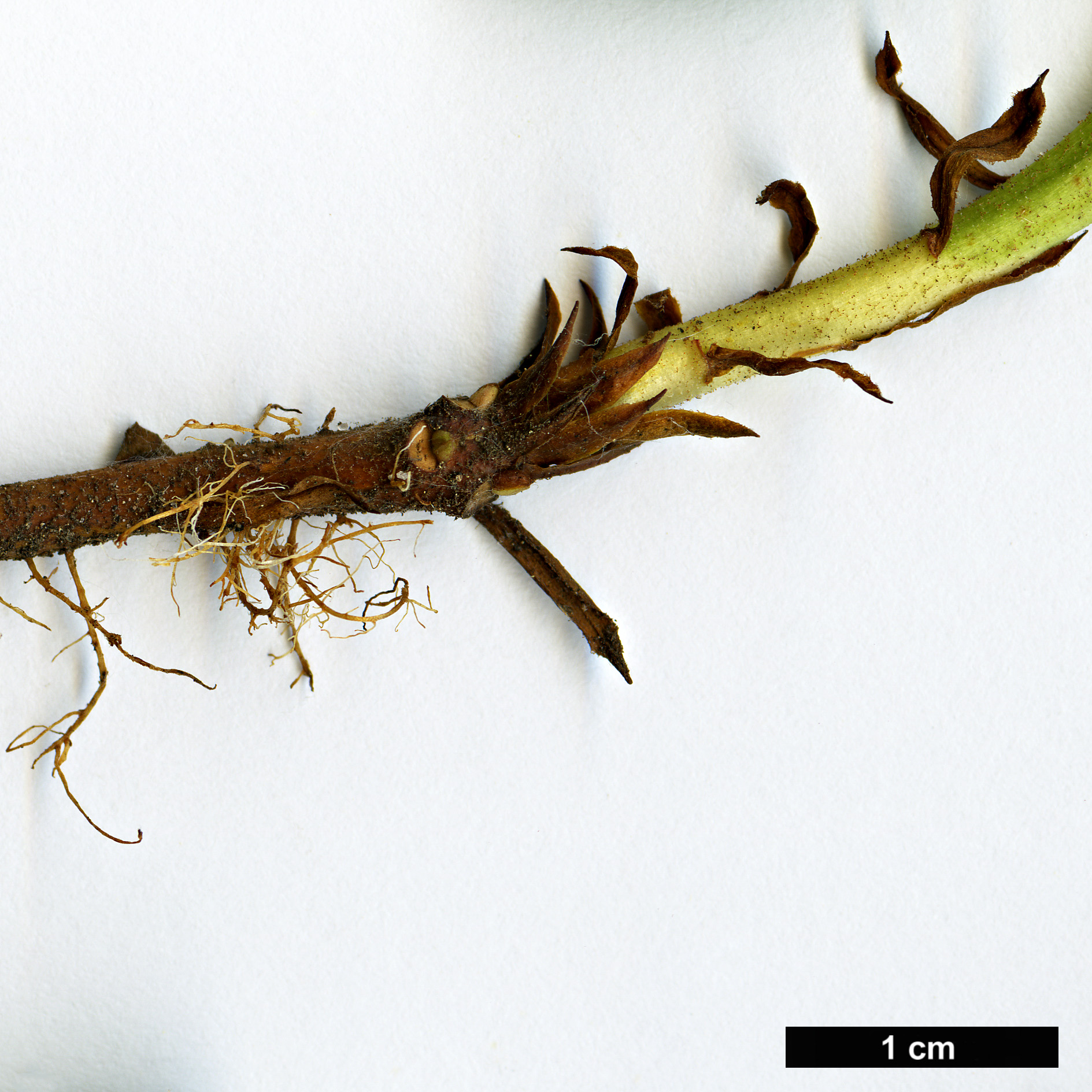 High resolution image: Family: Ericaceae - Genus: Rhododendron - Taxon: forrestii - SpeciesSub: Repens Group